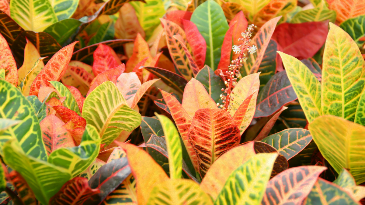 Croton plant with croton flowers